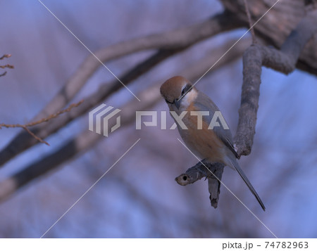 見た目は可愛いけど残酷な小鳥モズの写真素材