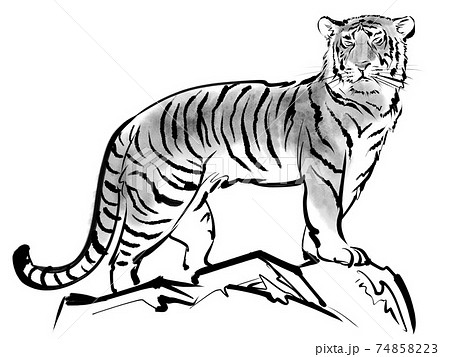 タイガー トラ 虎 モノクロのイラスト素材