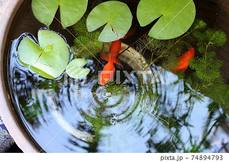 金魚 夏 睡蓮鉢の写真素材