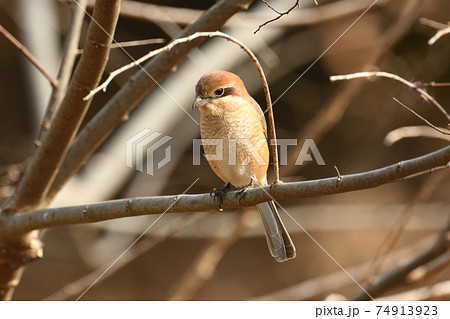 モズ かわいいの写真素材