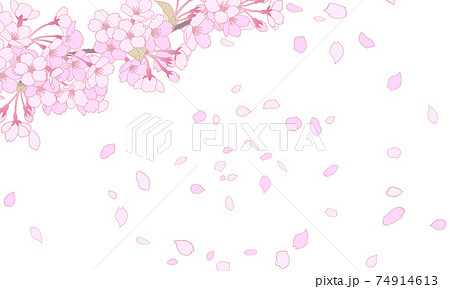 桜 桜吹雪 花吹雪 舞い散るのイラスト素材