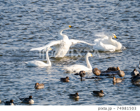 白鳥の羽ばたきの写真素材