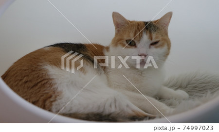 動物 猫 ウインク ペットの写真素材