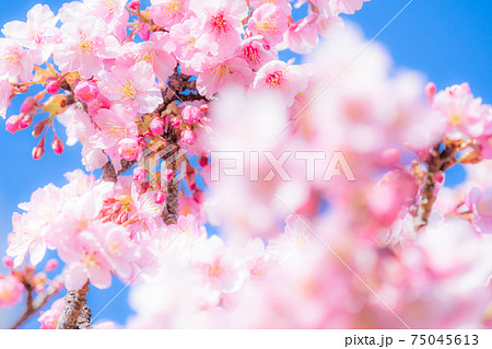 桜背景の写真素材 - PIXTA