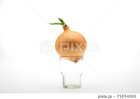 食べ物 茶色 野菜 丸の写真素材