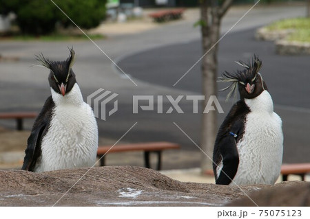ロックホッパーペンギンの写真素材