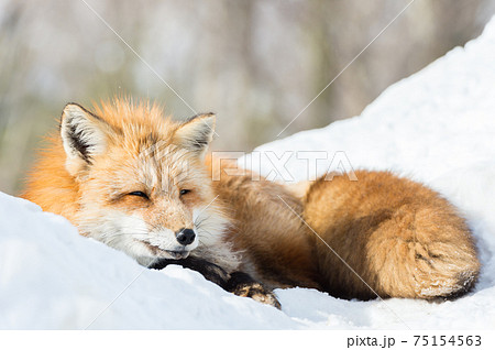 キタキツネ 北海道 冬 狩りの写真素材
