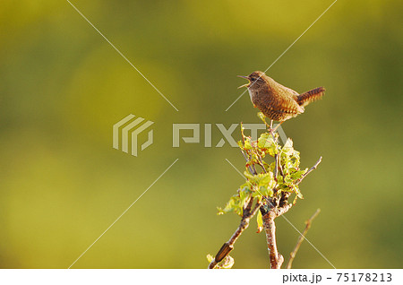 鳥 野鳥 屋外 茶色 小鳥の写真素材