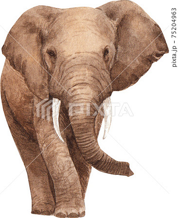 水彩画 動物 ぞう ゾウのイラスト素材 - PIXTA