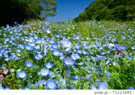 ベビーブルーアイの写真素材