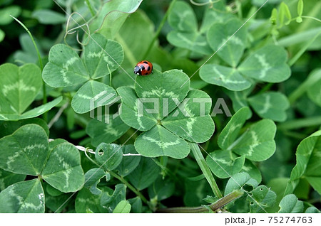 四葉 クローバー てんとう虫 昆虫の写真素材 - PIXTA