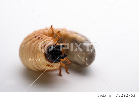 カブトムシ幼虫の写真素材