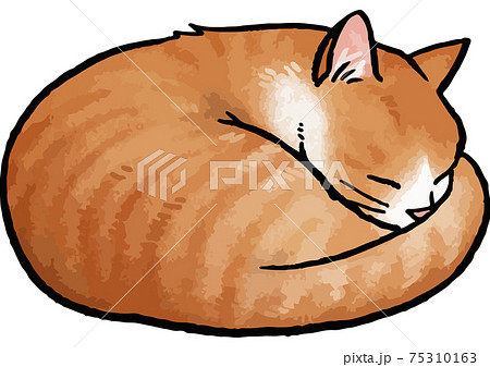 寝る 猫 動物 丸くなるの写真素材
