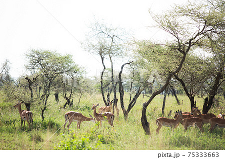 インパラ サバンナ 群れ アフリカの写真素材