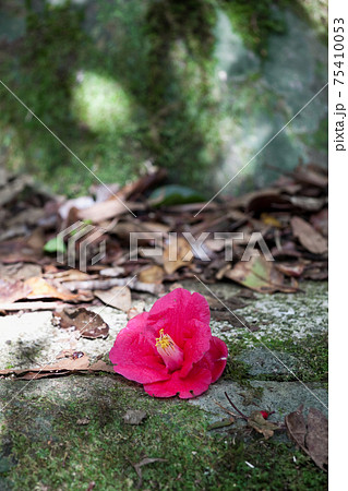 椿の花の落下の写真素材