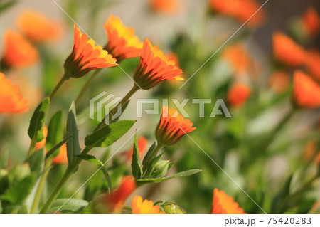 オレンジ色 小さい 花の写真素材