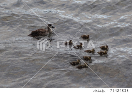 カルガモ親子の散歩の写真素材 Pixta