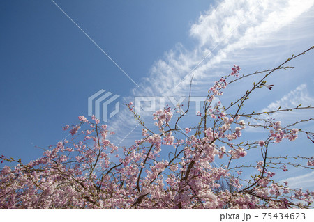 ベニザクラ 植物 紅桜の写真素材