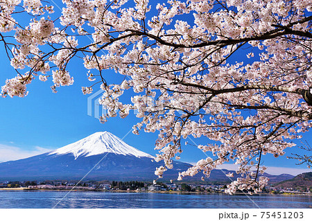 富士山 春 桜 ソメイヨシノの写真素材