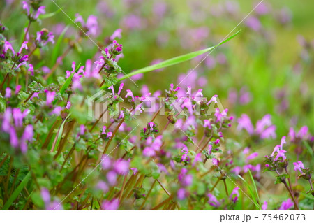 山野草 野の花 ピンク 春の写真素材