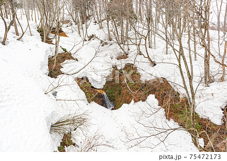 雪根開きの写真素材