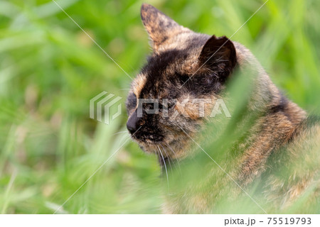 ブサイク 猫 ねこの写真素材