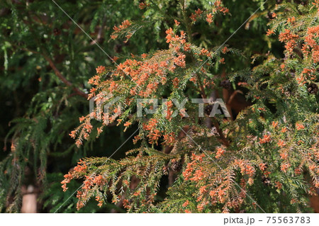 杉の花粉 ③ スギ花粉がどれだけ飛んでいるか計算してみた｜ブンイチ（文一