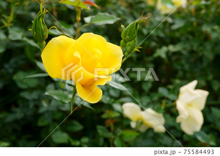 リモンチェッロ バラ 花 黄色の写真素材