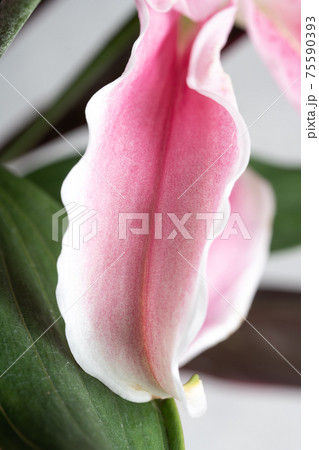 同性愛者 花の写真素材