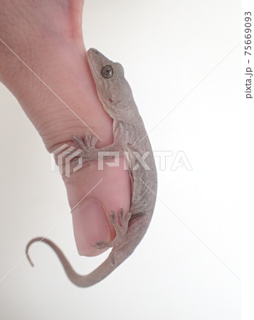 かべちょろの写真素材