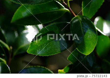 山茶花 葉の写真素材