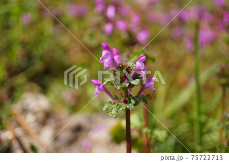 山野草 野の花 ピンク 春の写真素材 山野草 野の花 ピンク 春の写真素材