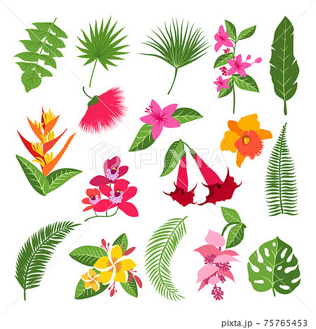 ジャングル 密林 花柄 トロピカルのイラスト素材