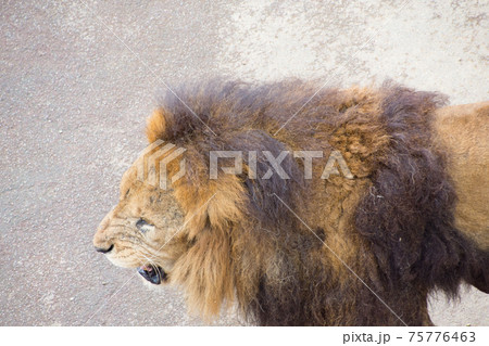 ライオン 横顔 動物 百獣の王の写真素材