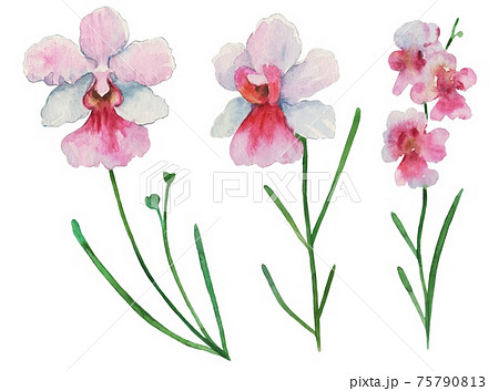 タイ国花 植物 タイ国の写真素材