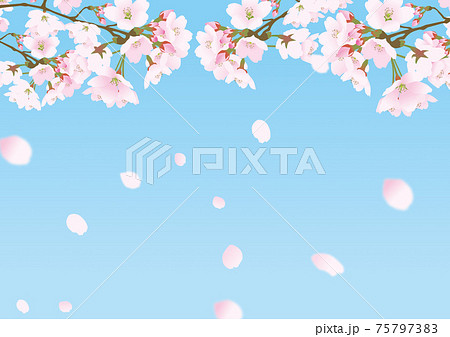 花 桜 イラスト リアルのイラスト素材