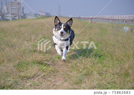 犬 コーギー 走る 芝生の写真素材