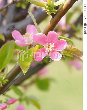花梨の木の写真素材