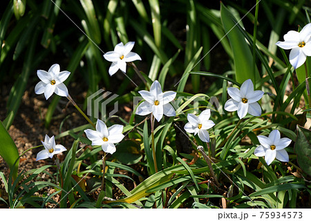 星型の花の写真素材