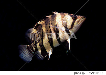 魚 熱帯魚 黄色 黒の写真素材