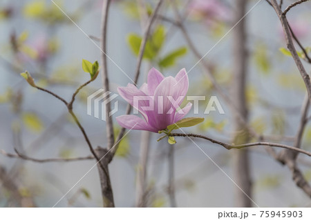 花 ピンク色 コブシ 美しいの写真素材