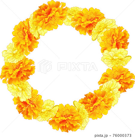 マリーゴールドのイラスト素材