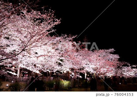幻想的な夜桜の写真素材
