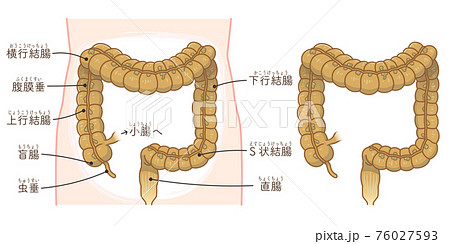 大腸のイラスト素材