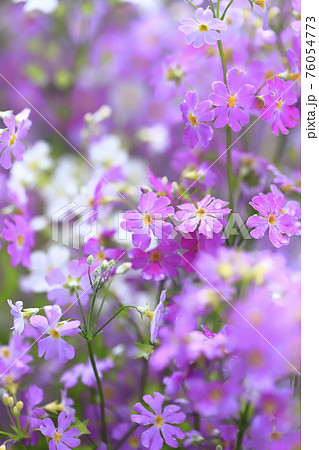 小花 花 ピンク 春の写真素材