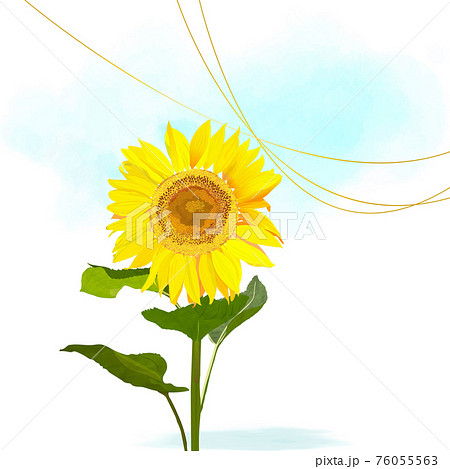 ひまわり 花 リアルイラスト 向日葵の写真素材