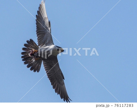 ハヤブサ 自然 鳥 かっこいいの写真素材