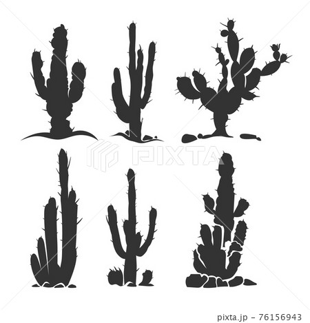 サボテン 植物 モノクロ 白黒の写真素材