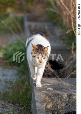 猫 ネコ 正面 歩くの写真素材