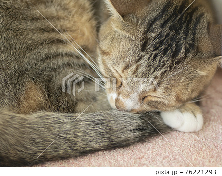寝る 猫 動物 丸くなるの写真素材
